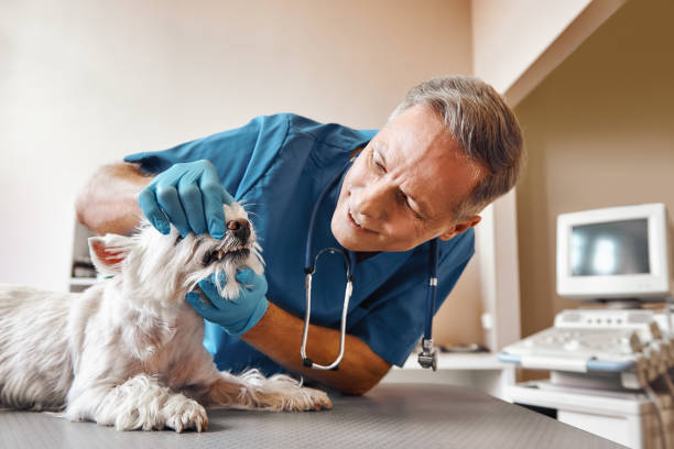 Best Emergency Denture Repair in Falmouth Foreside, ME